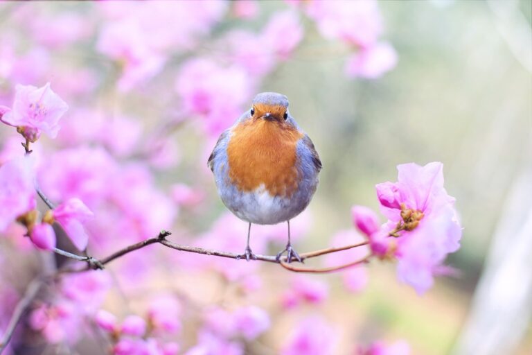 Diversité des oiseaux dans l’environnement et bien-être