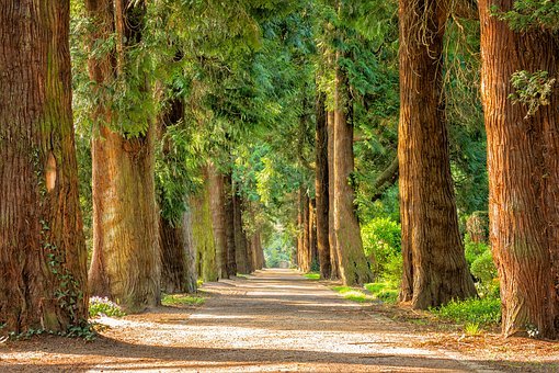 La forêt, un immense anti-stress