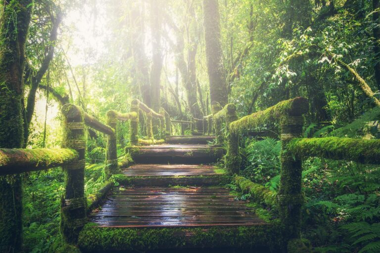 1 heure de marche en forêt diminue réellement le stress