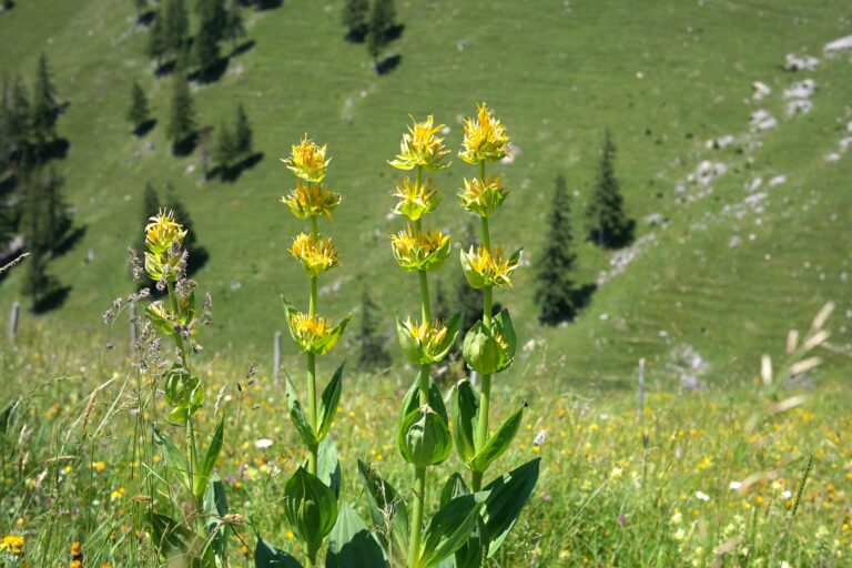 La gentiane jaune pour votre digestion