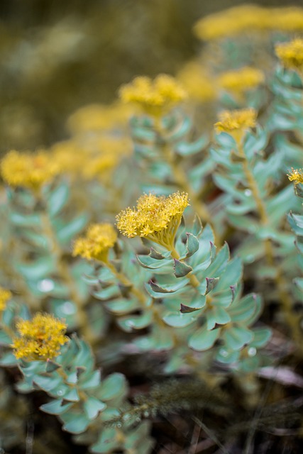 Rhodiola rosea COVID-19 : solution naturelle contre le brouillard cérébral et la fatigue mentale